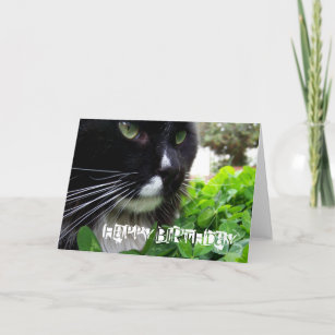 Black Cat Birthday Cards | Zazzle UK