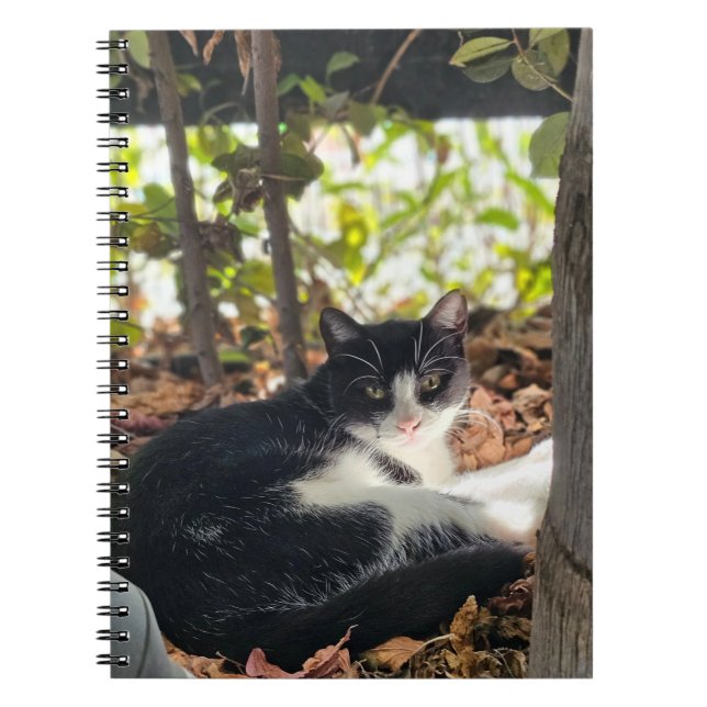 Black and White cat in a bush Notebook (Front)