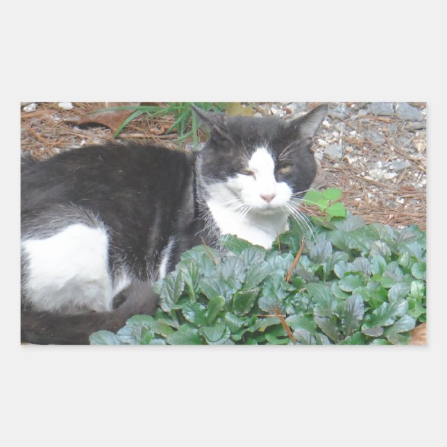 Black and white cat in greenery rectangular sticker (Front)