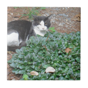 Black and white cat in greenery tile