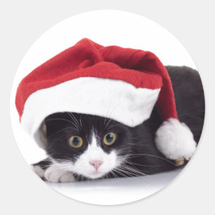 BLACK AND WHITE CAT IN Santa hat Sticker