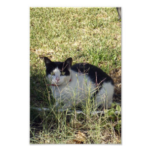 Black And White Cat In The Garden, Photo Print