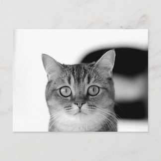 Black and white cat looking straight at you postcard