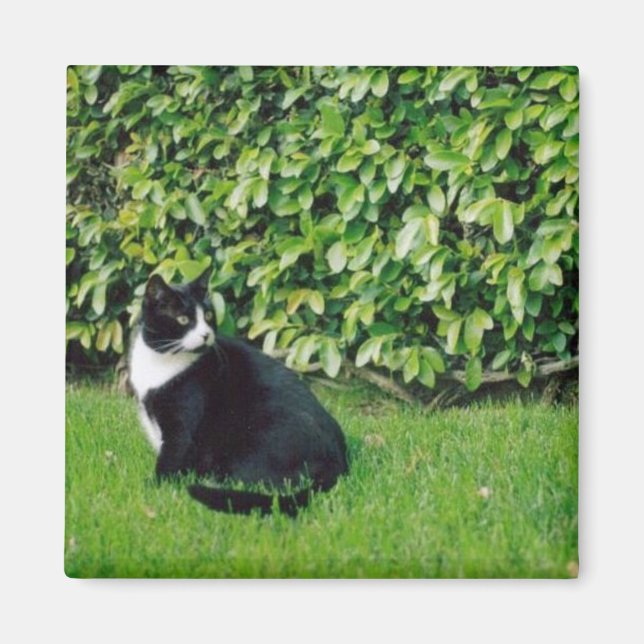 Black and White Cat Magnet (Front)