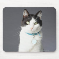 Black and white cat