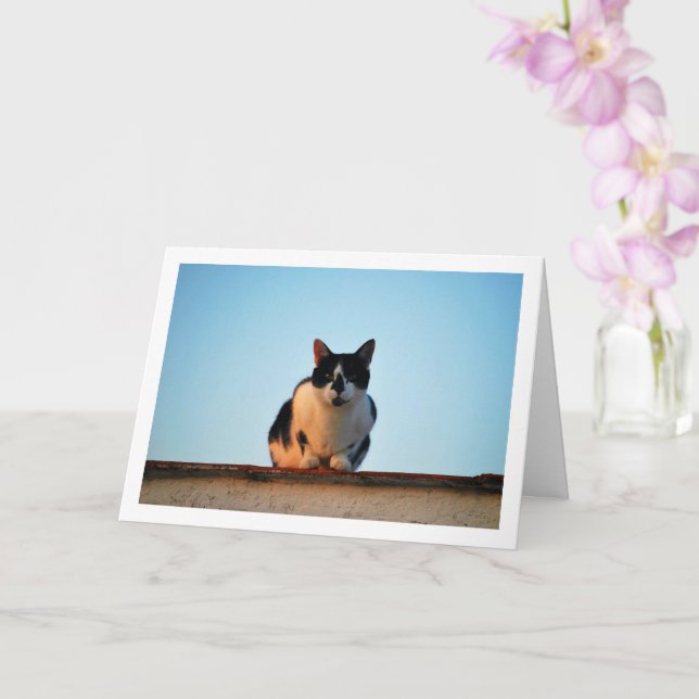 Black and White Cat on Roof Card (Orchid)