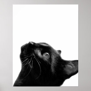 Black and white cat pet animal photo kids room poster