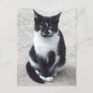 Black and White Cat Photo Postcard