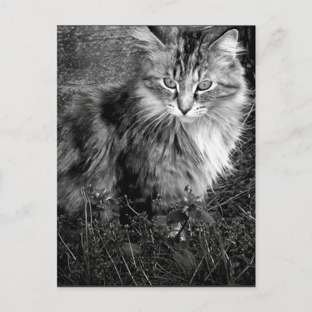 Black and White Cat Portrait Postcard (Front)