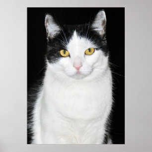Black and White Cat Portrait Poster