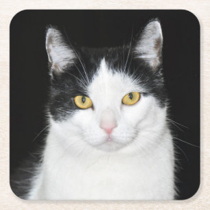 Black and White Cat Portrait Square Paper Coaster