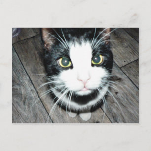 Black And White Cat Postcard