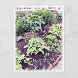 Black-and-White Cat Postcard