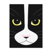 Black and White Cat