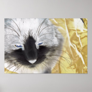 Black and White Cat Poster