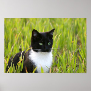 Black and White Cat Poster