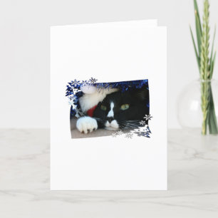 Black and white cat , santa hat, tinsel and a paw holiday card