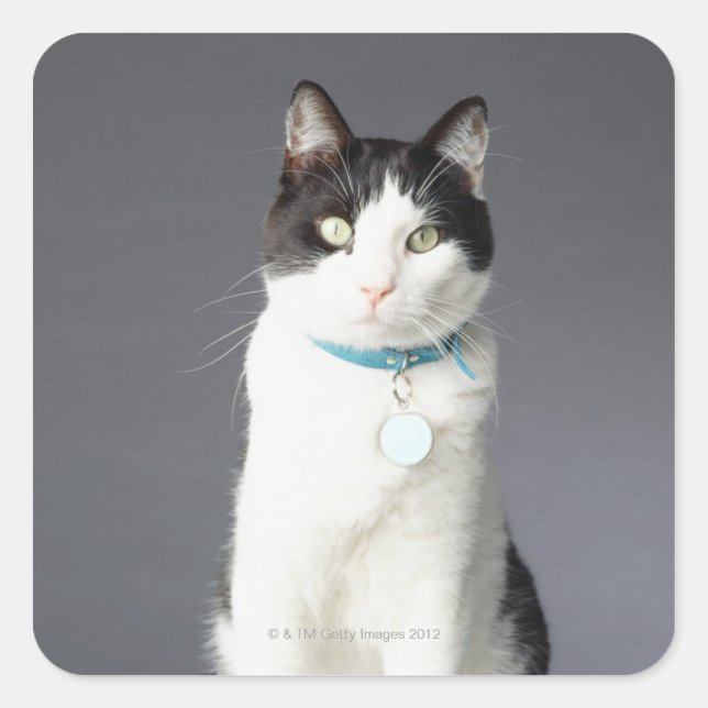 Black and white cat square sticker (Front)