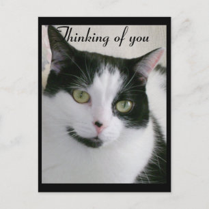 Black and White Cat Thinking Of You Postcard