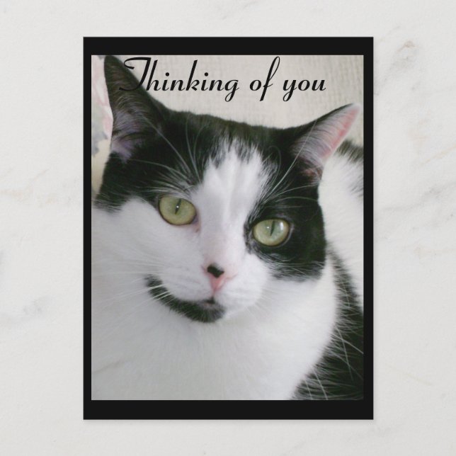Black and White Cat Thinking Of You Postcard (Front)