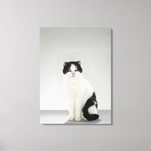 Black and white cat with glowing green eyes canvas print