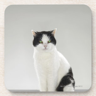 Black and white cat with glowing green eyes coaster