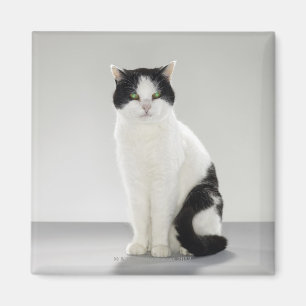 Black and white cat with glowing green eyes magnet