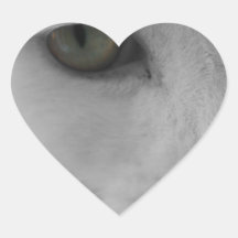 Black and white cats face