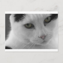 Black and white cats face