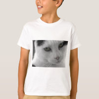 Black and white cats face
