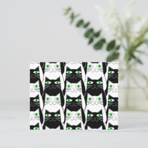 Black and White Cats Postcard