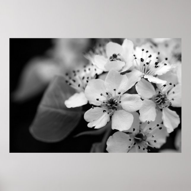 Black and White Cherry Blossom Poster (Front)