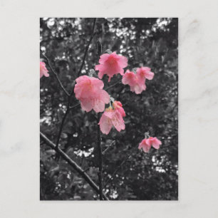 Black and White cherry blossoms Postcard