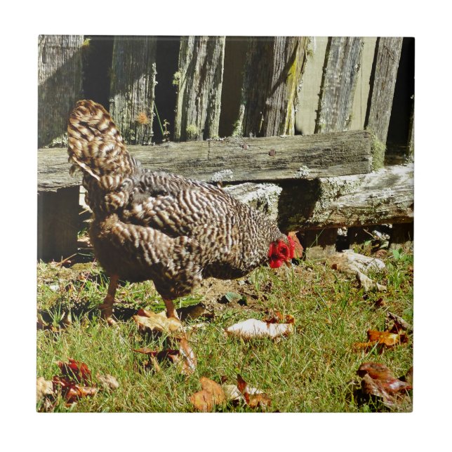 Black and white Chicken by fence Tile (Front)