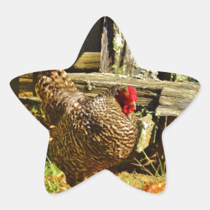 Black and white Chicken in farmyard Star Sticker