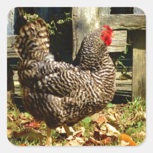 Black and white Chicken Square Sticker