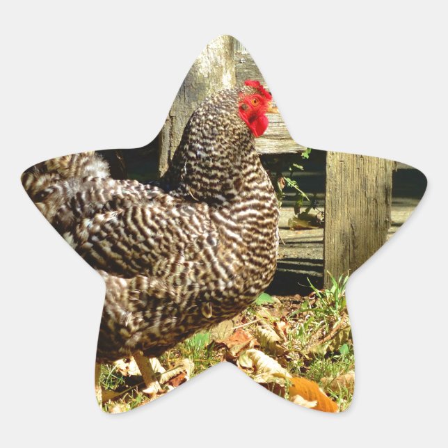 Black and white Chicken Star Sticker (Front)