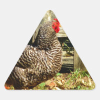 Black and white Chicken
