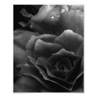 Black and White Close Up of a Double Begonia Photo Print