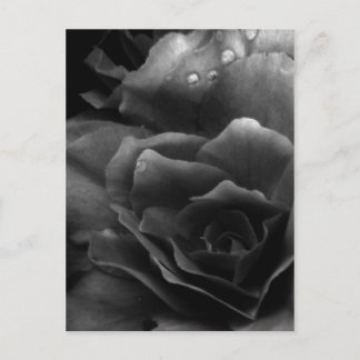 Black and White Close Up of a Double Begonia Postcard