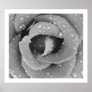 Black And White Closeup Rose With Morning Due Poster