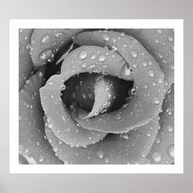 Black And White Closeup Rose With Morning Due Poster (Front)