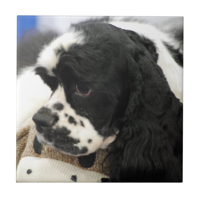 Black and White Cocker Spaniel Trivet (Front)