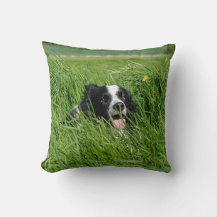 Black and White Collie in Grass Cushion