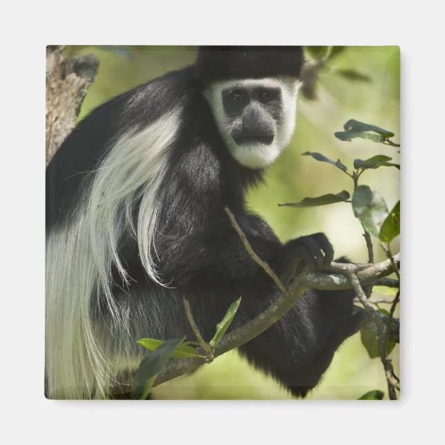 Black and White Colobus Monkey Magnet (Front)