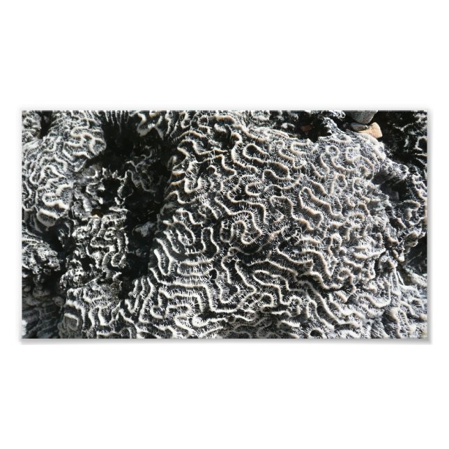 Black and White Coral I Abstract Nature Photo (Front)