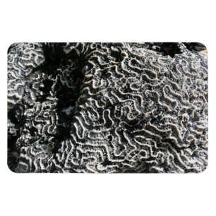 Black and White Coral I Abstract Nature Photo Magnet