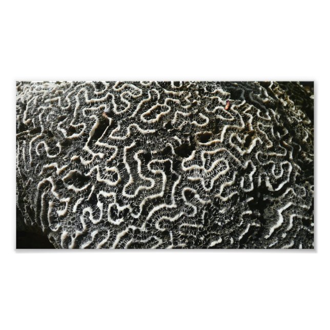 Black and White Coral II Abstract Nature Photo (Front)