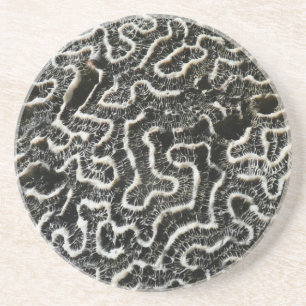 Black and White Coral II Abstract Nature Photo Coaster
