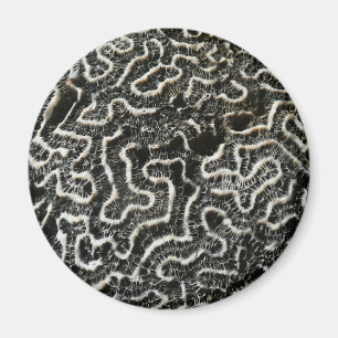 Black and White Coral II Abstract Nature Photo Magnet